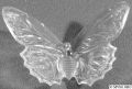 b0003_butterfly_(2)_crystal.jpg